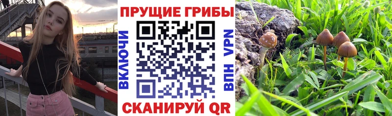 Галлюциногенные грибы Cubensis  Купить закладки  Краснознаменск 